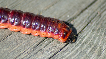 caterpillar on a deck