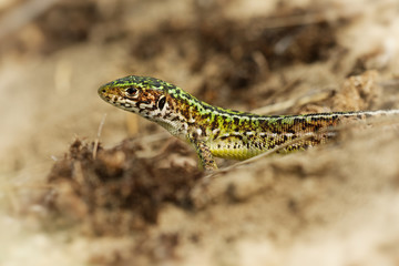 Balkan wall lizard - Podarcis tauricus lizard in Lacertidae native to south eastern Europe and Asia...
