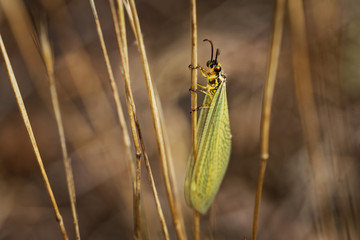 Myrmeleonidae - Antlion  insect in the family Myrmeleontidae, known for the fiercely predatory habits of their larvae, which in many species dig pits to trap passing ants or other prey