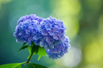 Fototapeten blaue Hortensienblüten hautnah © photolink
