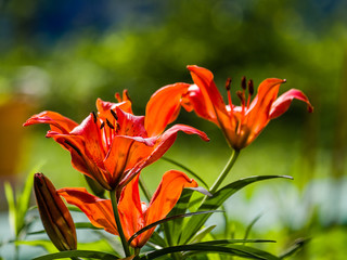 Colorful yellow-red  Asiatic hybrid lily close up on blurred bokeh green background