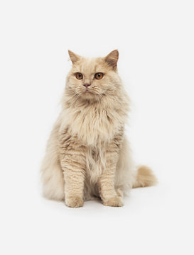 Portrait cat on white background
