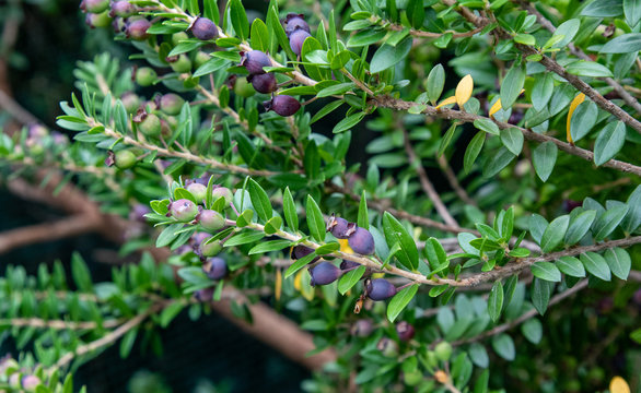 bacche di mirto su pianta, Sardegna Europa