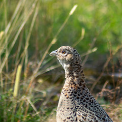 portrait of a male pheasant