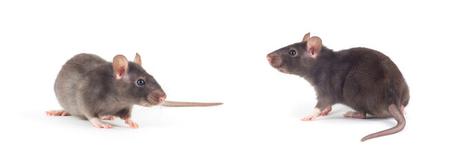 rat close-up isolated on white background