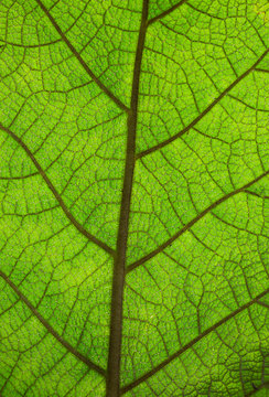 Extreme close up veins of vibrant green leaf