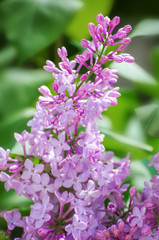 Lilac blossoming branches, Selective focus