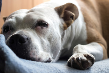 Dog sleeping on the blanket