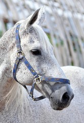 Grey Terek horse in blue halter