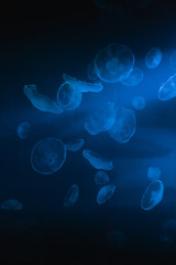 Jellyfish group in blue ocean 