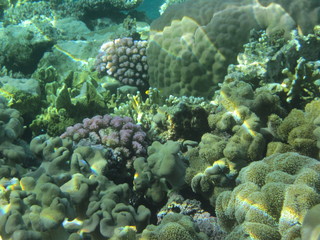 coral reef with fish