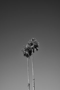 Two palm trees against sky, Los Angeles, California, USA