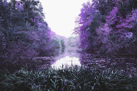 Idyllic purple trees along tranquil pond, Berlin, Germany