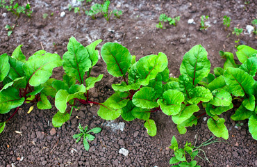 Garden bed with young beets.