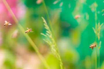 Bees in the grass. Individual bees near the hive. Return home with pollen.