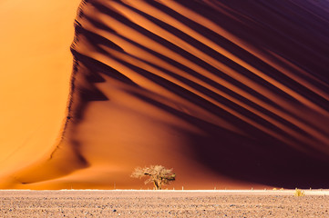 Dune 45, a massive red sand dune in the Namib Desert, Sossusvlei, Namibia