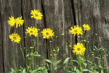 żółte kwiaty na tle starych desek  © ftomasz
