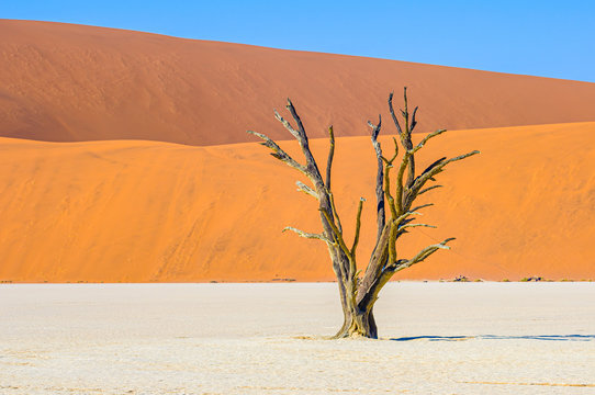 Dead camel thorn trees in the salt pan Deadvlei, with massive red sand dunes behind. Deadvlei, Sossusvlei, Namibia © Stephen