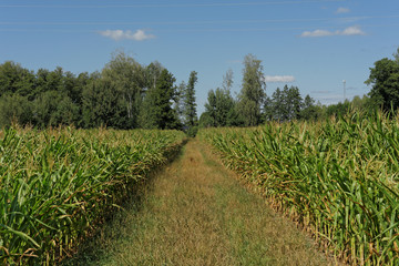 Fototapeta premium uprawa kukurydzy 