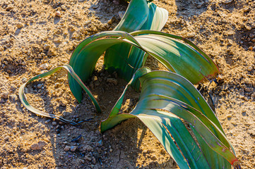 Small young welwitschia plant, found only in the arid deserts of Namibia and Angola.