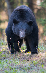 Black bear in the wild