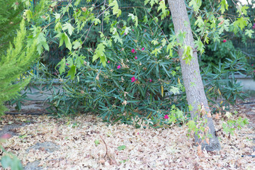 plants in the garden