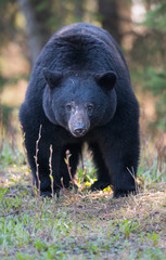 Obraz na płótnie Canvas Black bear in the wild