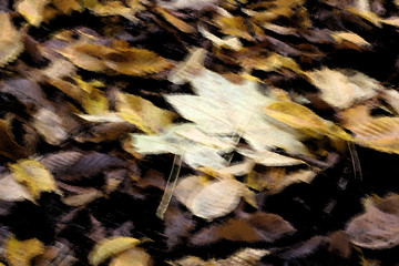 autumn leaves in the woods © dianarte