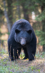 Obraz na płótnie Canvas Black bear in the wild