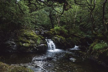little forest waterfall