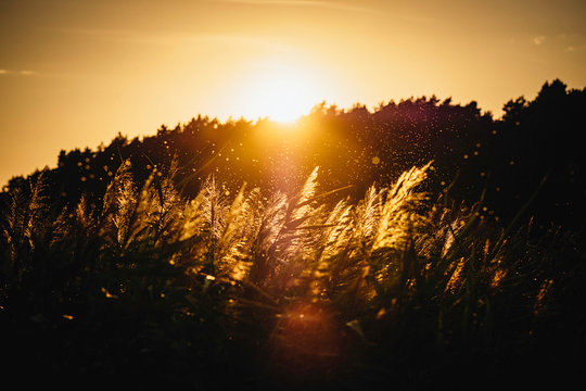 Sunset over silhouetted trees and plants