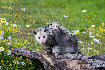 Opossum or Possum Mother with Joeys riding on her Back