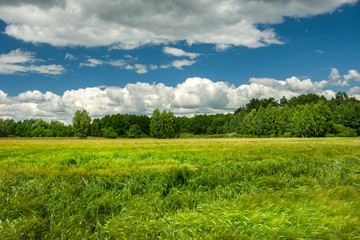 Green field of barley and forest