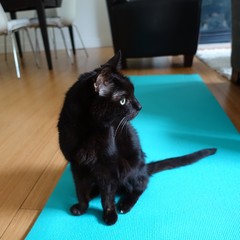 Cute black kitten gazing outside