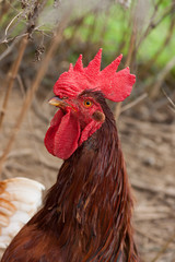 portrait of a rooster