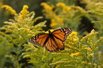 butterfly on flower