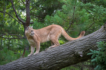 Mountain Lion climbing Down a Leaning Tree, Looking Back over Shoulder - obrazy, fototapety, plakaty