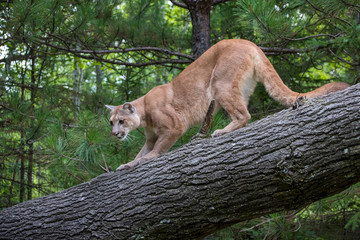 Mountain Lion Crouched on Descent down a Leaning Tree