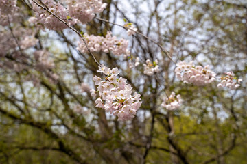 Cherry blossom branch of flowers 