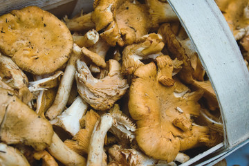 Close-up of Chanterelle mushrooms in a basket
