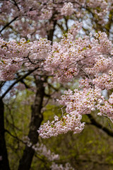 Cherry blossom branch of flowers 