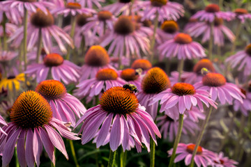 pink astor and bee with rows of flowers fading in background