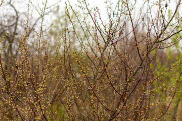 Young green leaves on spring cherry bushes in the garden