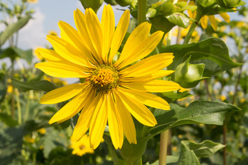 Blüte der Donau-Silphie
