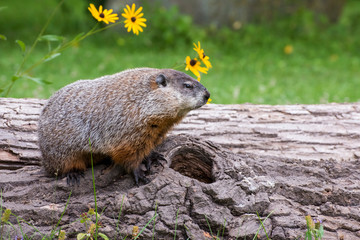 Mother Woodchuck poised on a Log in a Field with Flowers