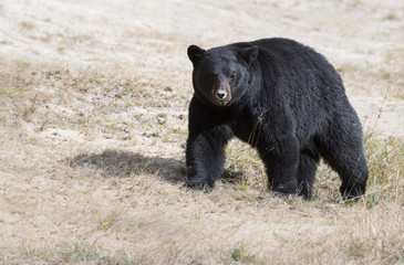 Fototapeta na wymiar Black bear in the wild