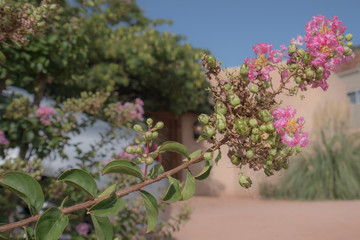 tree with pink flowers in Sedona