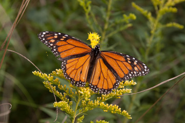 Fototapeta na wymiar monarch on goldenrod