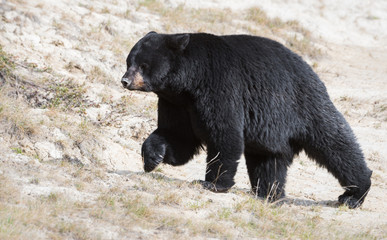 Black bear in the wild