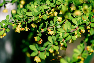 Young spring leaves and flowers of Japanese barberry (Berberis thunbergii)